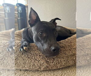 American Pit Bull Terrier-Unknown Mix Dogs for adoption in Chandler, AZ, USA
