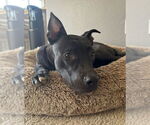 Small American Pit Bull Terrier Mix