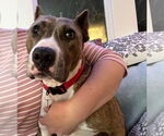 Small #27 American Pit Bull Terrier Mix