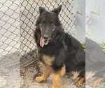 Small #2 German Shepherd Dog