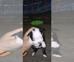 Small #1 Boston Terrier