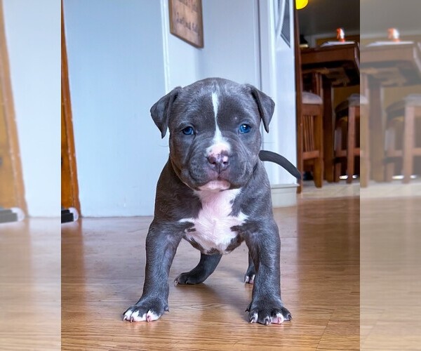 Medium Photo #2 American Bully Puppy For Sale in ROCK SPRINGS, WY, USA