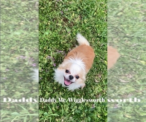 Father of the Chorkie puppies born on 12/22/2022