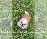 Small Photo #1 Chorkie Puppy For Sale in KOPPERL, TX, USA