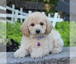 Small Photo #4 Bichpoo Puppy For Sale in KINZERS, PA, USA