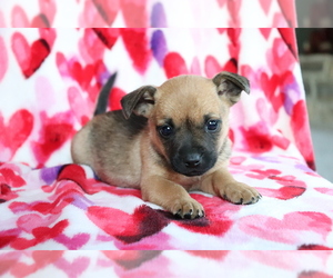 Jug-Norwegian Elkhound Mix Puppy for sale in SHILOH, OH, USA