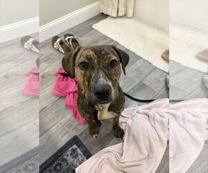 Staffordshire Bull Terrier-Unknown Mix Dogs for adoption in Holly Springs, NC, USA