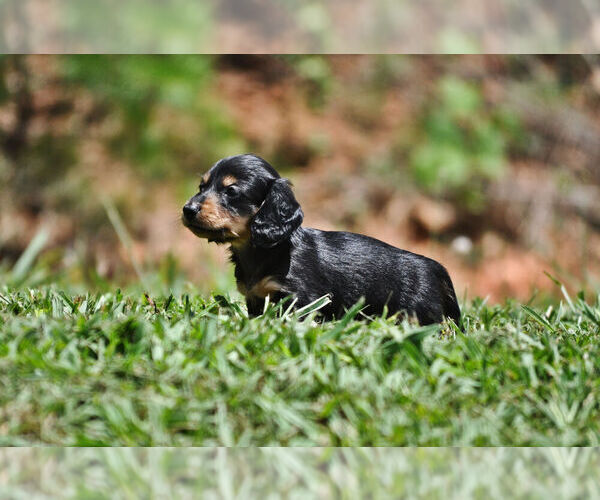 Medium Photo #1 Dachshund Puppy For Sale in STATESVILLE, NC, USA