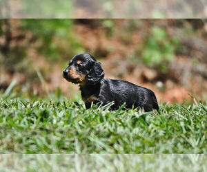 Dachshund Puppy for sale in STATESVILLE, NC, USA