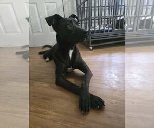 American Pit Bull Terrier-Unknown Mix Dogs for adoption in Oakhurst, NJ, USA