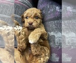 Small #1 Maltipoo