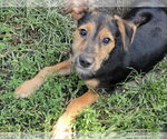 Small #2 Dachshund Mix