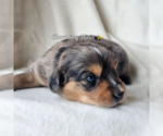 Small #3 Miniature Australian Shepherd