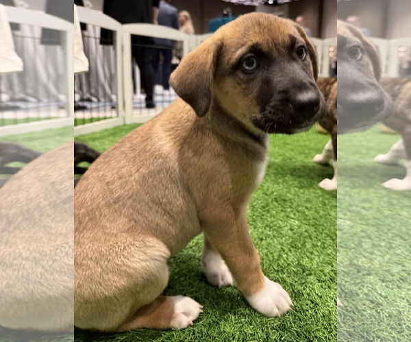 Medium Photo #5 Mutt Puppy For Sale in Sanford, FL, USA