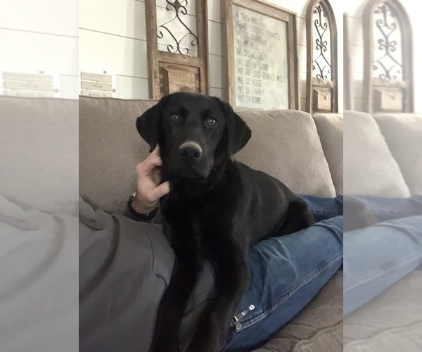 Medium Photo #1 Labrador Retriever Puppy For Sale in ROCKMART, GA, USA