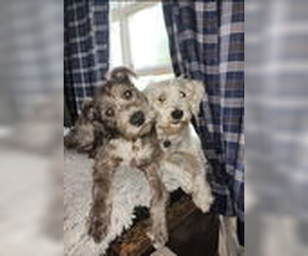 Medium Photo #4 Havanese Puppy For Sale in Mt. Laurel, NJ, USA