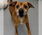 Small #3 Feist Terrier Mix