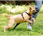 Small #9 Boxer Mix