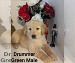 Puppy Drummer Green Golden Retriever