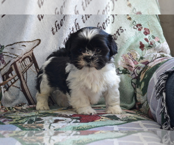 Medium Photo #2 Shih Tzu-Zuchon Mix Puppy For Sale in GREENWOOD, WI, USA