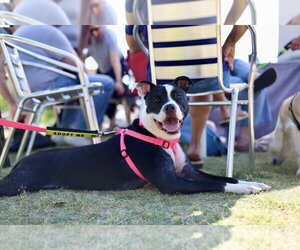 Tallulah - Female Mutt Dog for Adoption - Photo #9