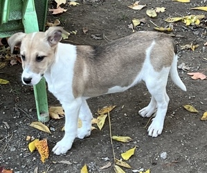 Australian Cattle Dog-Border Collie Mix Puppy for sale in SILVER CREEK, NY, USA