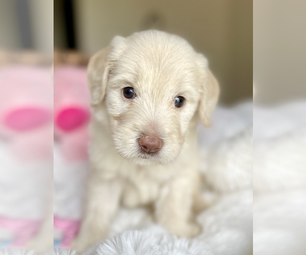 Medium Photo #1 Labradoodle Puppy For Sale in BOERNE, TX, USA