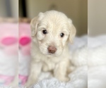 Puppy Hazel Labradoodle