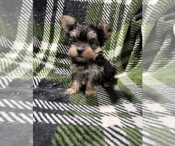 Medium Photo #6 Morkie Puppy For Sale in GUTHRIE, KY, USA