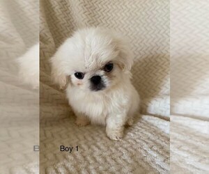Pekingese Puppy for sale in CHAMPION, NC, USA