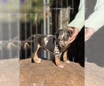 Small Photo #45 Catahoula Leopard Dog Puppy For Sale in BUSHNELL, IL, USA