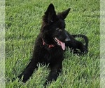 Small #6 German Shepherd Dog