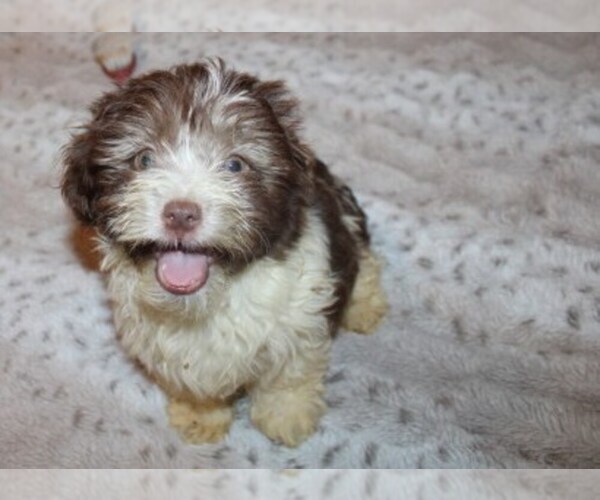 Medium Photo #1 Havanese Puppy For Sale in THAYER, KS, USA
