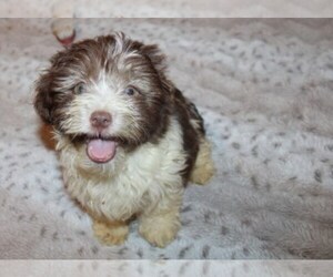 Havanese Puppy for sale in THAYER, KS, USA
