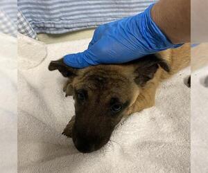 Mutt Dogs for adoption in Modesto, CA, USA