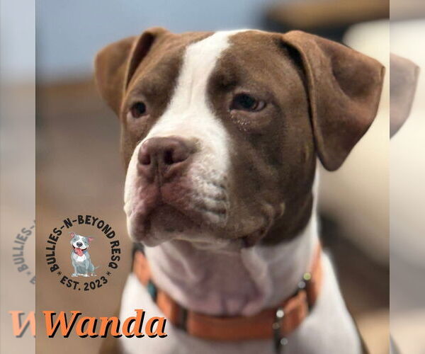 Medium Photo #7 Staffordshire Bull Terrier Puppy For Sale in Omaha, NE, USA