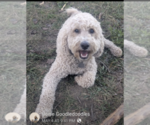 Small Photo #1 English Cream Golden Retriever-Poodle (Miniature) Mix Puppy For Sale in BOISE, ID, USA