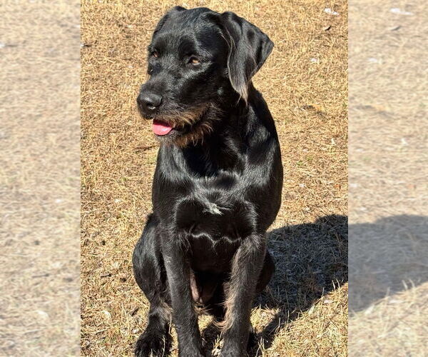 Medium Photo #1 Boxer-Unknown Mix Puppy For Sale in Bullard, TX, USA
