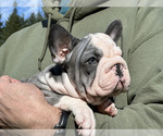 Small Photo #3 French Bulldog Puppy For Sale in JUNCTION CITY, OR, USA