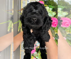 Cockapoo Puppy for sale in STEPHENVILLE, TX, USA