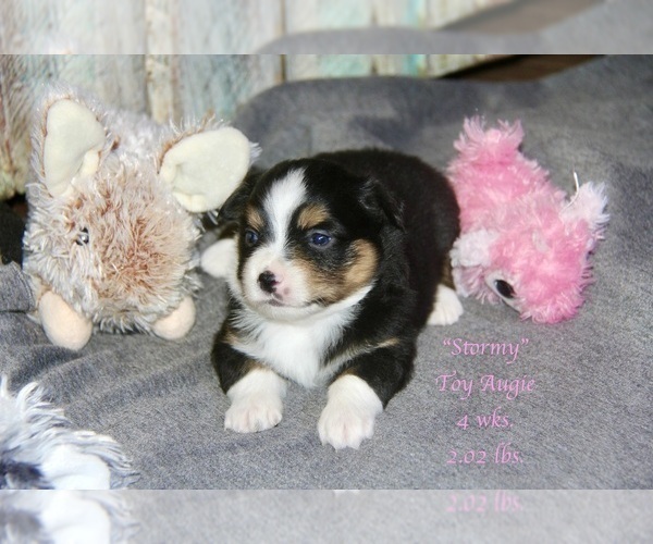 Medium Photo #27 Aussie-Corgi Puppy For Sale in LIND, WA, USA