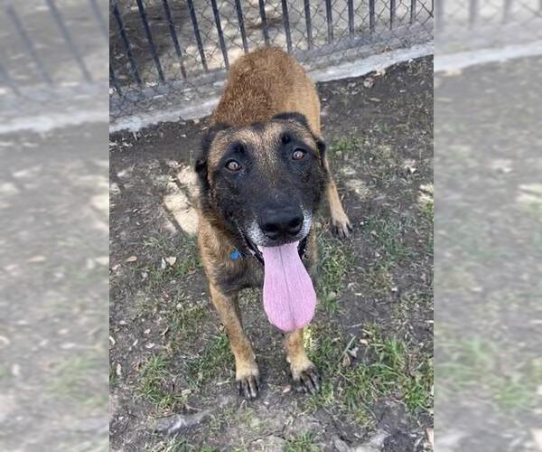 Medium Photo #2 Mutt Puppy For Sale in Riverside, CA, USA