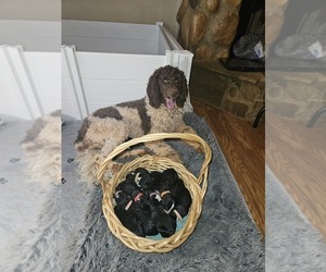 Mother of the Bernedoodle puppies born on 03/11/2025