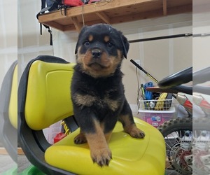 Rottweiler Puppy for sale in TOLEDO, WA, USA