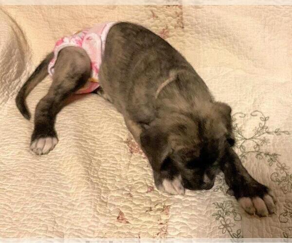 Medium Photo #5 Irish Wolfhound Puppy For Sale in BERESFORD, SD, USA