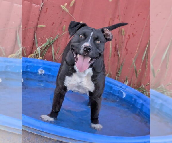 Medium Photo #2 American Pit Bull Terrier Puppy For Sale in Bolivar, MO, USA