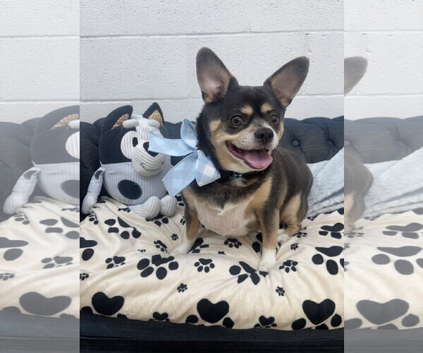 Medium Photo #3 Chihuahua Puppy For Sale in York, SC, USA