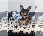 Small #2 Chihuahua