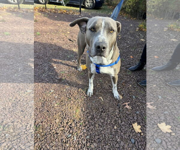 Medium Photo #7 American Pit Bull Terrier-Unknown Mix Puppy For Sale in Oakhurst, NJ, USA