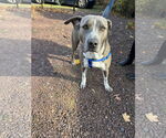 Small #6 American Pit Bull Terrier Mix